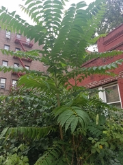 Ailanthus altissima