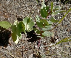 Hylotelephium maximum