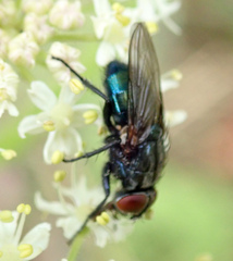 Protocalliphora azurea