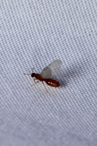 Common American Thief Ant photo 6