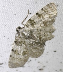 Dyscheralcis crimnodes