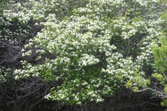 Crataegus macracantha