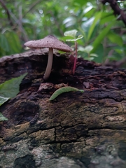 Pluteus