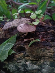 Pluteus