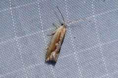 Ancylis diminuatana