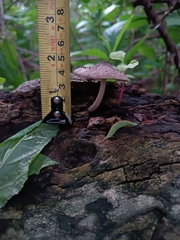 Pluteus