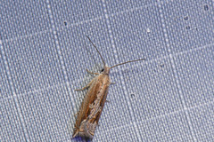 Ancylis diminuatana