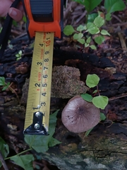 Pluteus