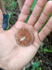 Pluteus