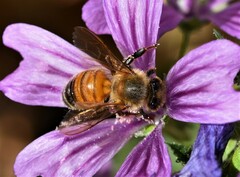 Apis mellifera ligustica