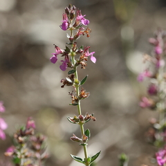 Teucrium marum