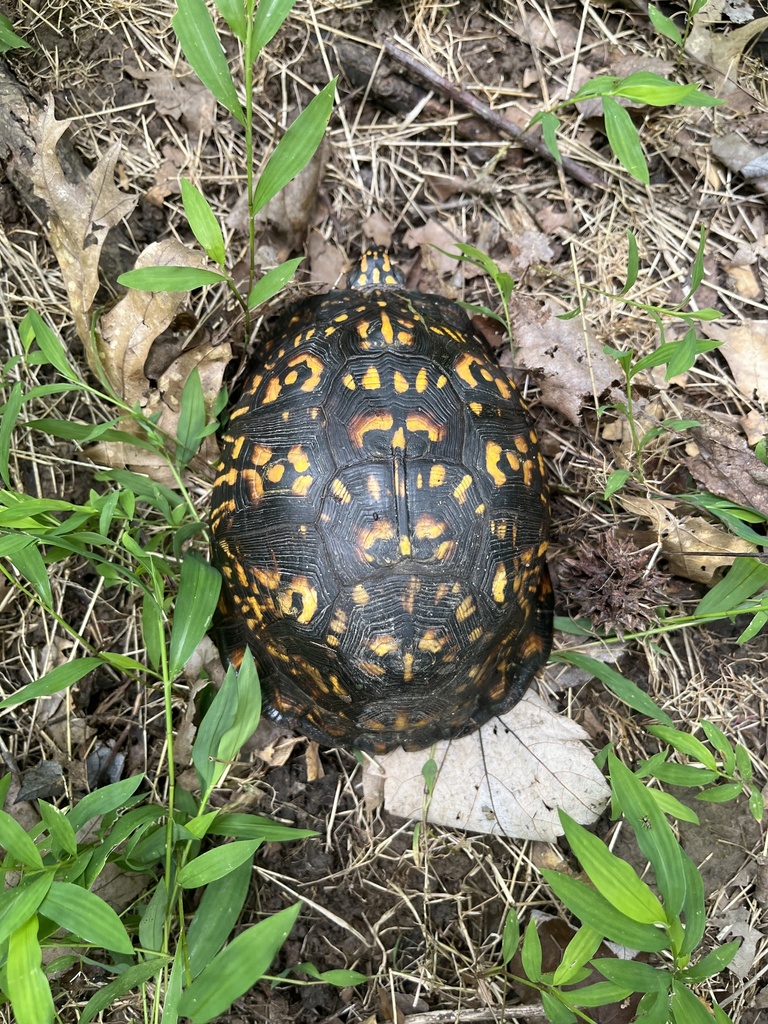 Eastern Box Turtle in July 2022 by foxspark · iNaturalist