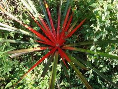 Bromelia balansae