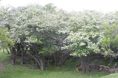 Crataegus macracantha