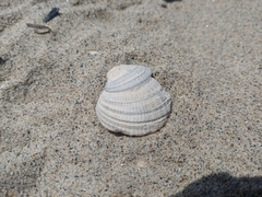 Chione californiensis