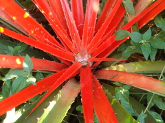 Bromelia balansae