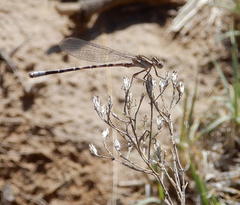 Argia immunda