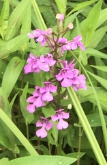 Platanthera peramoena