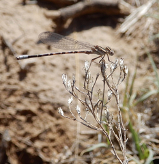Argia immunda