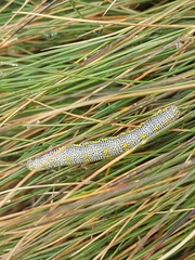 Lycia alpina