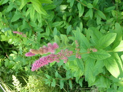 Spiraea × billardii