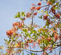 Erythrina falcata
