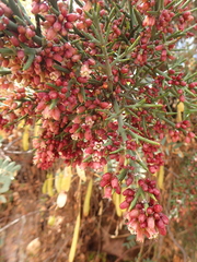 Colletia spinosissima