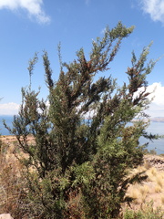 Colletia spinosissima