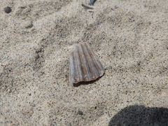 Argopecten ventricosus