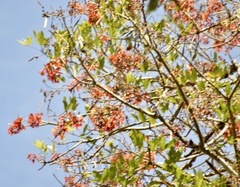 Erythrina falcata