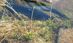 Lobelia dortmanna image