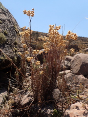 Achyrocline saturejoides