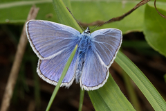 Polyommatus icarus