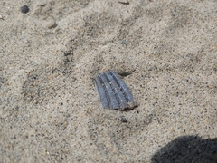 Argopecten ventricosus