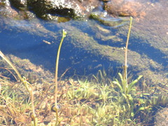 Lobelia dortmanna image
