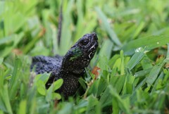 Chelydra serpentina