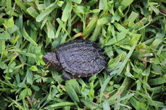 Chelydra serpentina