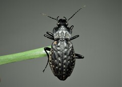Carabus nodulosus