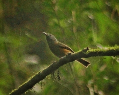 Mionectes rufiventris