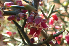 Colletia spinosissima