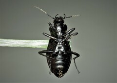 Carabus nodulosus