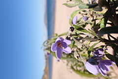 Solanum nitidum
