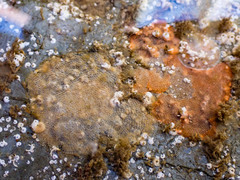 Cryptosula pallasiana