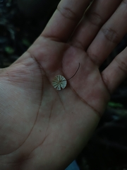 Marasmius siccus