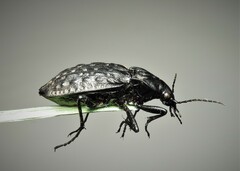 Carabus nodulosus
