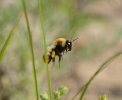 Bombus sibiricus