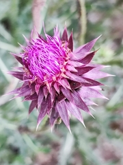 Carduus nutans