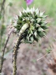 Carduus nutans