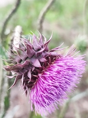 Carduus nutans