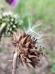 Carduus nutans